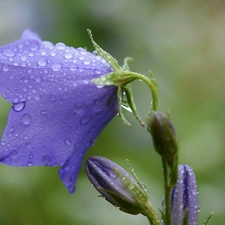 drops, Violet, bell