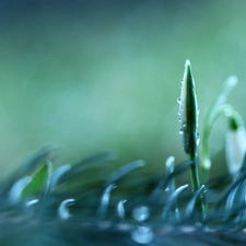 drops, Snowdrop, bud