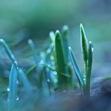 drops, snowdrops, Buds