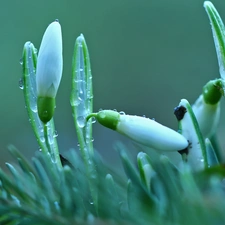 drops, snowdrops, Buds