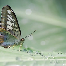 butterfly, drops