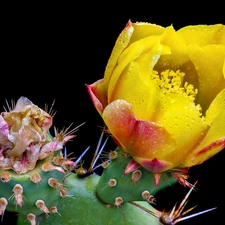 drops, flower, Cactus