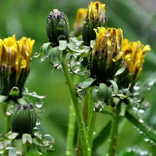 rain, Common Dandelion, drops