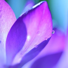 drops, crocus, flakes