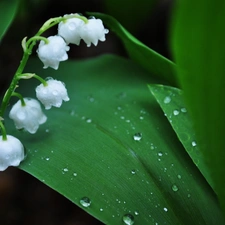 water, lily of the Valley, flowers, drops, White