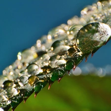 leaf, drops