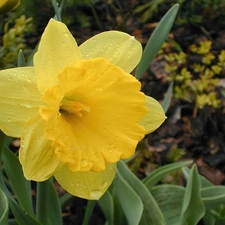 drops, Yellow, jonquil