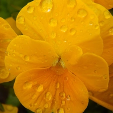 drops, Yellow, pansy