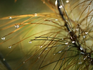 drops, twig, pine