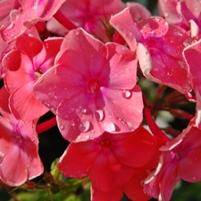 drops, rain, Pink, phlox, Flowers