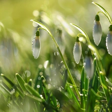 drops, snowdrops, Spring