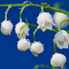 water, lily of the Valley, drops