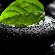 drops, water, Stone, leaf, Black