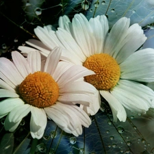 drops, water, daisy, dew, Flowers