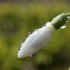 White, Snowdrop, drops, bud