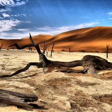 Lod on the beach, Desert, dry