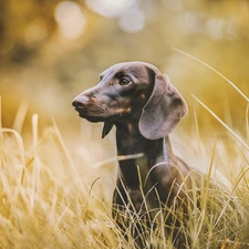 grass, Dachshund Shorthair, dry