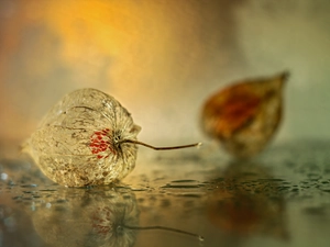 Fruits, physalis bloated, dry
