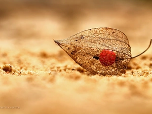 plant, physalis bloated, dry