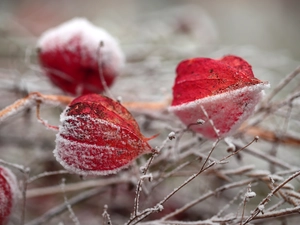 frosted, dry, Plants, physalis bloated
