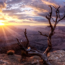 dry, trees, rays, sun, rocks