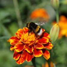 Tagetes, dumbledor