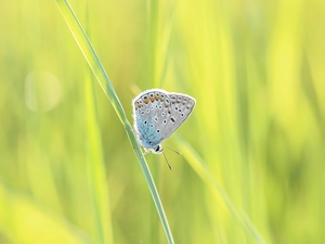 butterfly, stalk, grass, Dusky