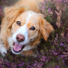 muzzle, heathers, Alpine Dutch, Kooikerhondje, dog