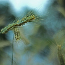 corn, Ears