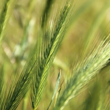 grass, Ears