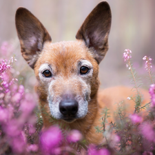 ears, heather, mongrel, muzzle, dog