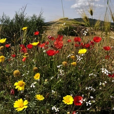 Meadow, Wildflowers, Ears, Flowers