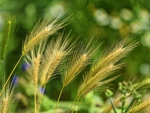 Wall Barley, corn, Ears
