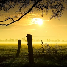 viewes, field, east, sun, Fog, trees