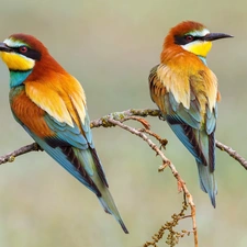 Two cars, Bee-eaters, Twigs, birds