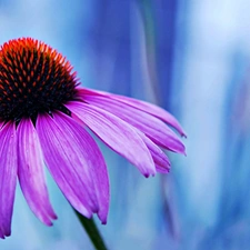 echinacea, Violet, Flower