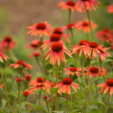 Flowers, echinacea