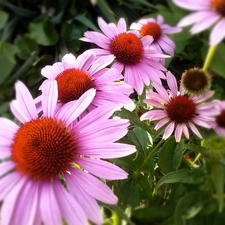 echinacea, Pink, Flowers
