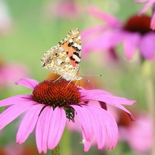 butterfly, Colourfull Flowers, echinacea, Painted Lady