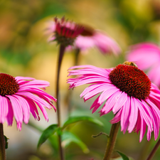 echinacea, Flowers, Pink