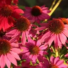 Pink, echinacea