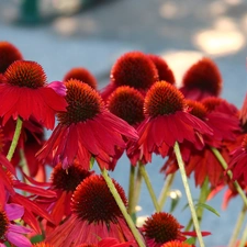 Red, echinacea