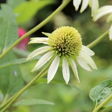 White, echinacea