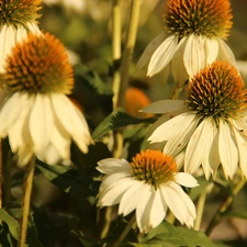 White, echinacea