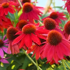 echinacea