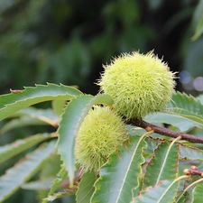 chestnuts, edible