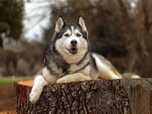 dog, trunk, Graphic Effect, Siberian Husky