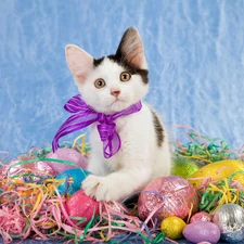 eggs, Easter, cat