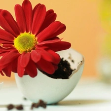 eggs, Gerbera, shell