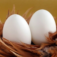 eggs, pen, White